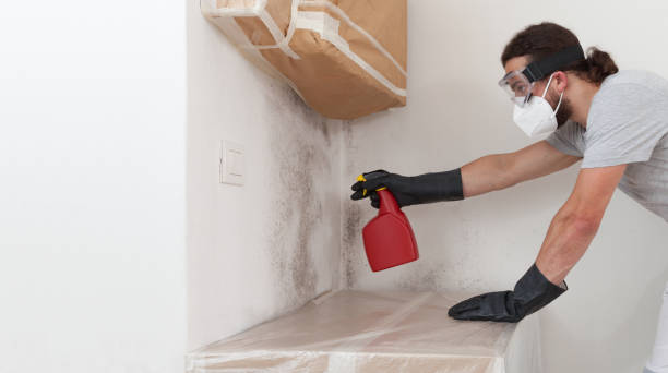 Basement Mold Remediation treatment on basement walls in Auburn